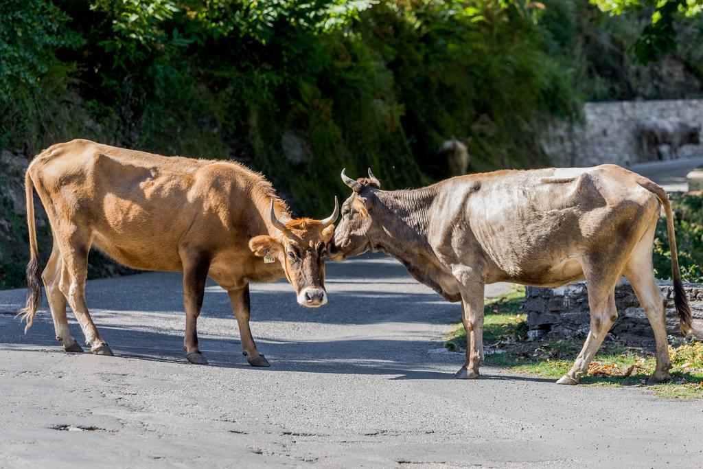 Capo D'Orto - Porto - Corse Hotel Ngoại thất bức ảnh